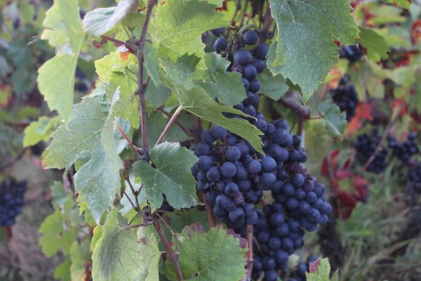 Grape Picking in the Beaujolais